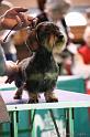 Crufts2011_2 1061